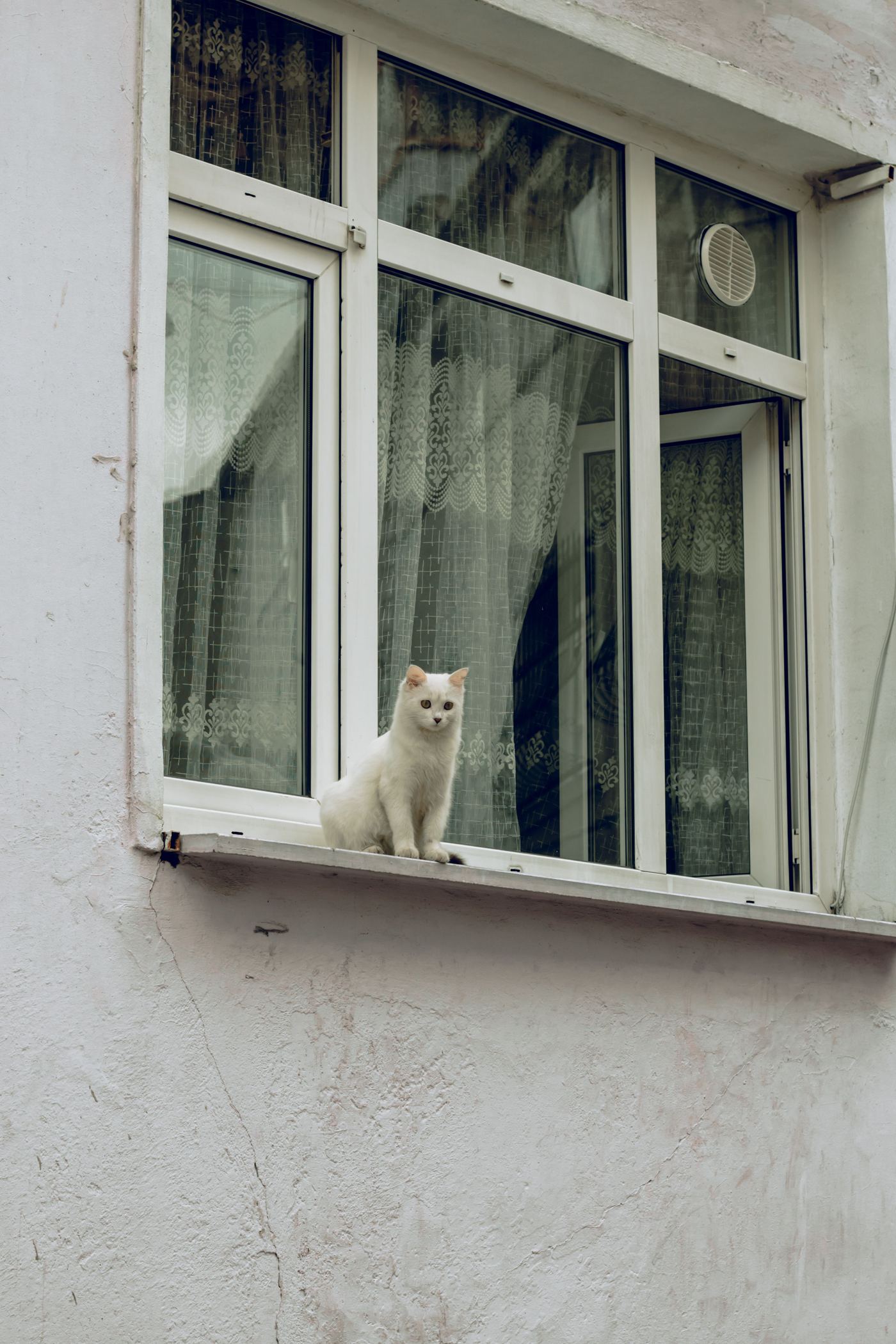 Cat Window Perches