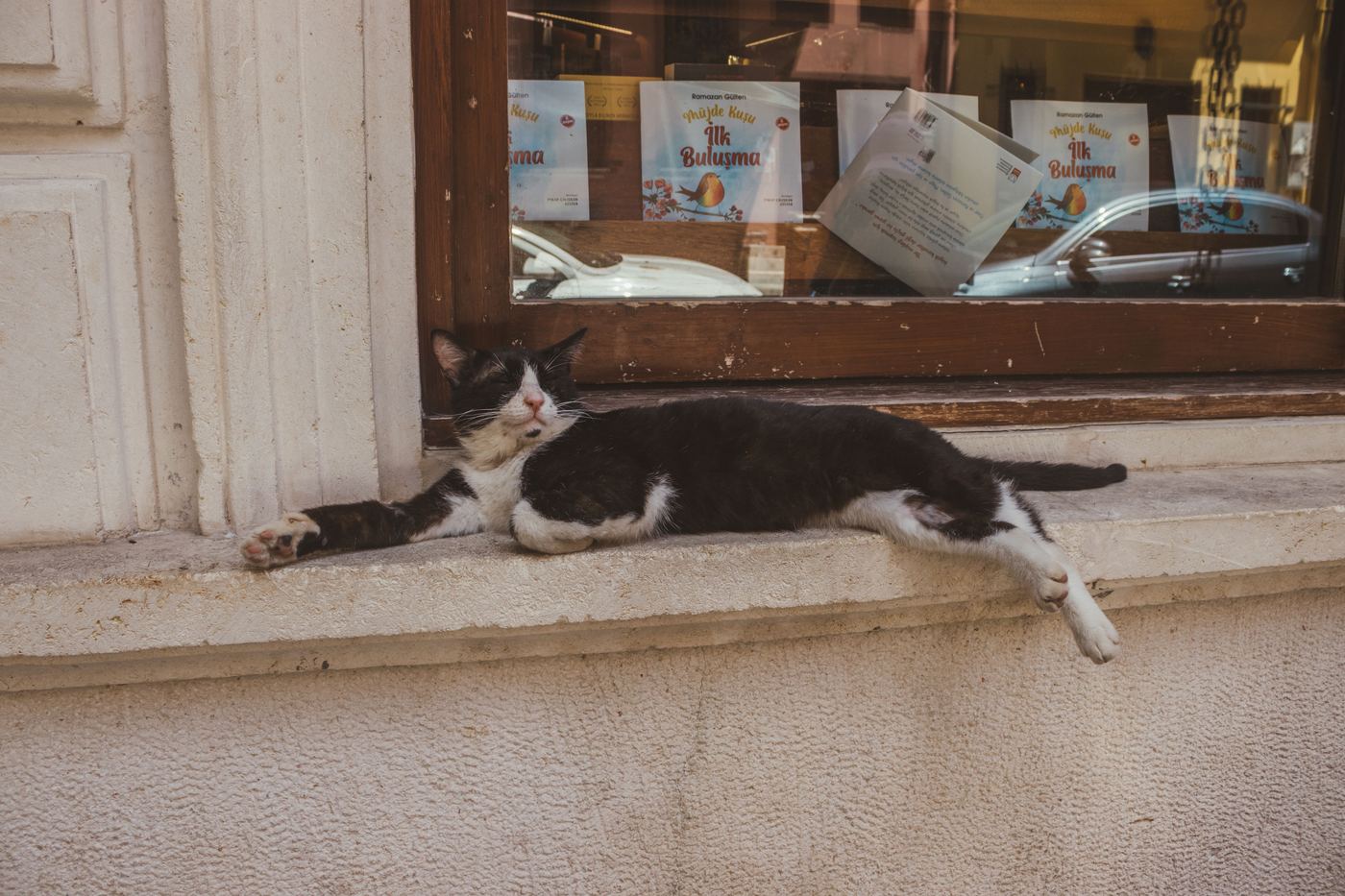 Cat Window Bed for Sleeping: Cosy Nap Spots by the Glass