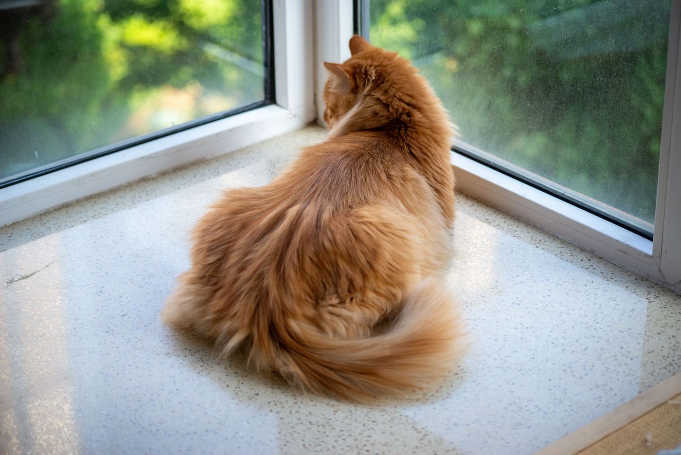 Cat Window Bed Materials Explained (ABS, Oxford, Mesh)