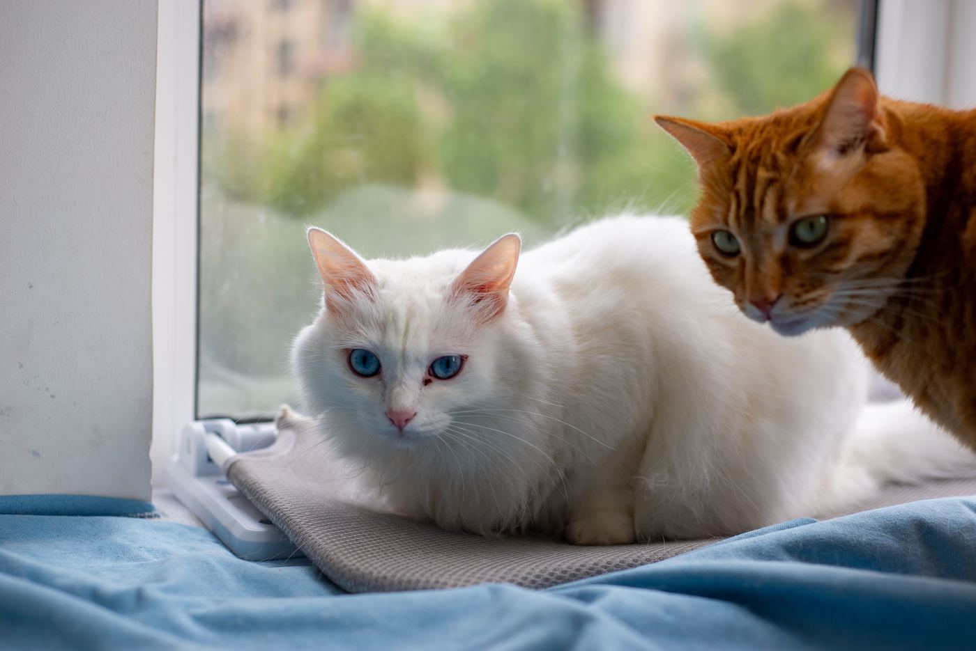 Cat Window Hammock for Large Cats: What Actually Holds Up