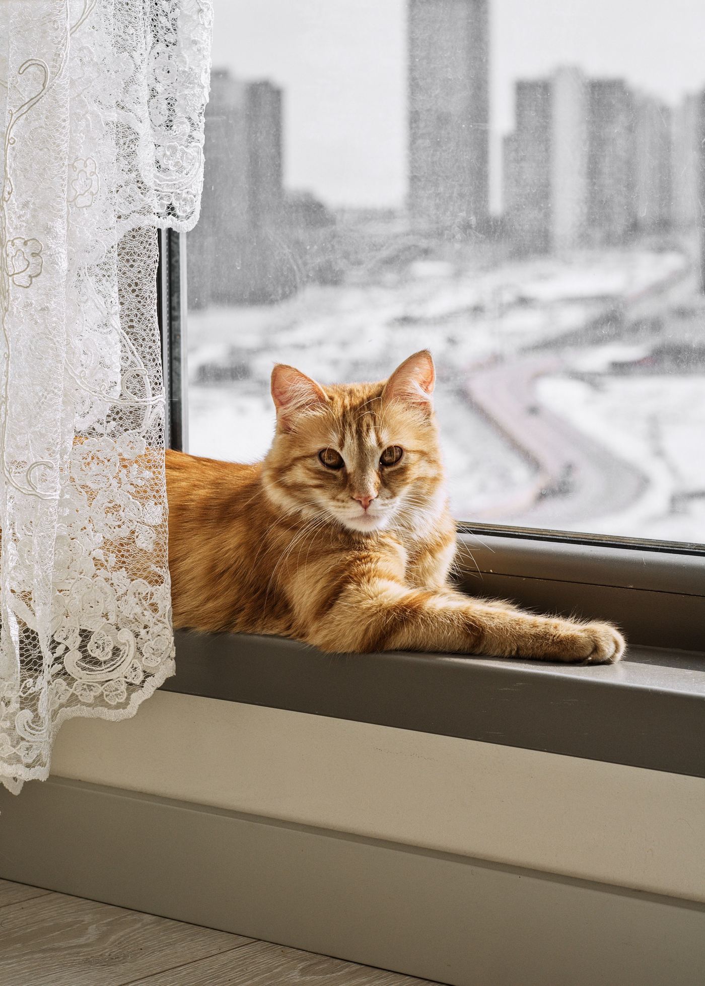 Cat Window Perch Installation Tips & Troubleshooting
