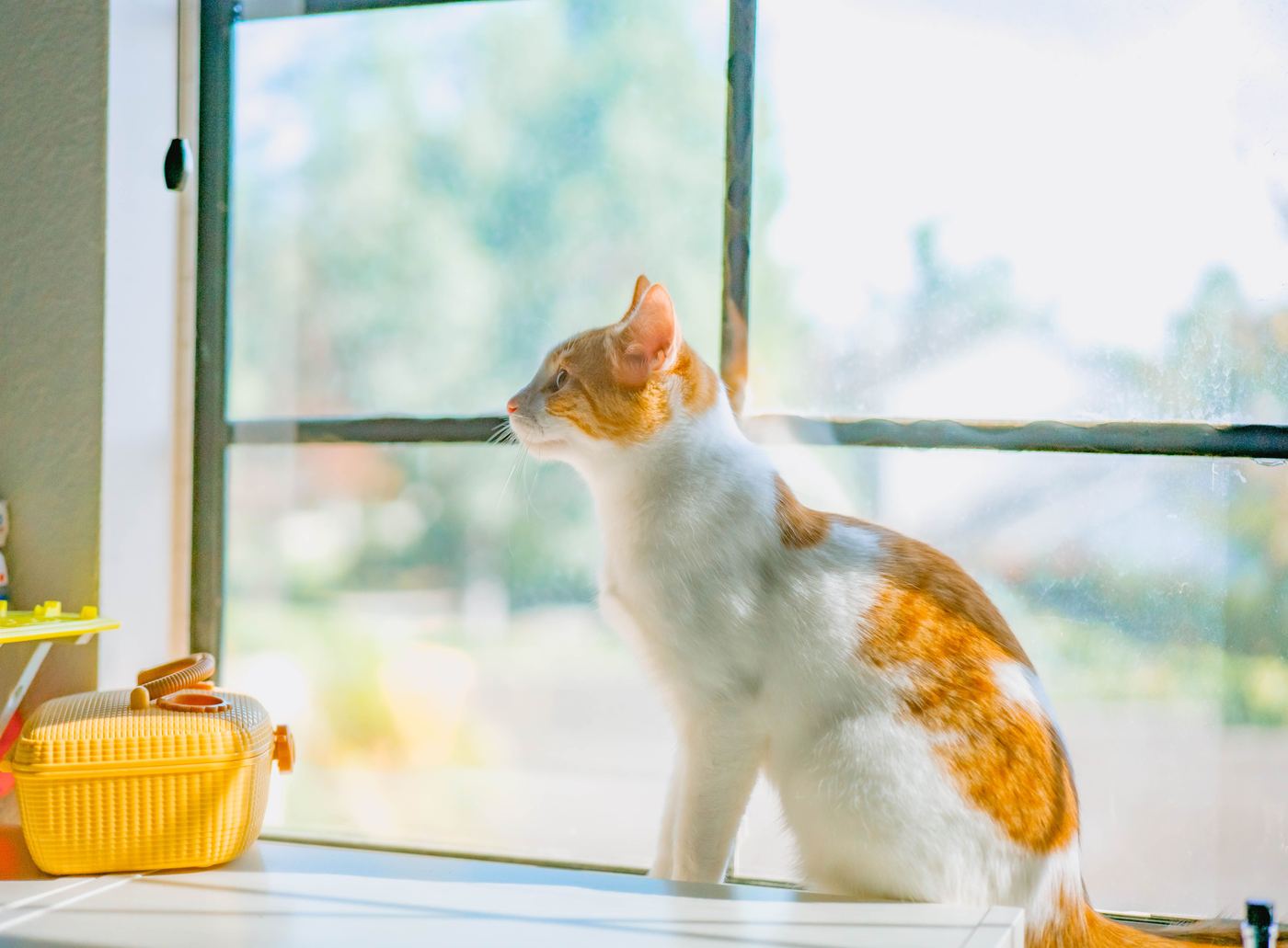 Cat Window Perch Safety: Suction, Cables & Supervision
