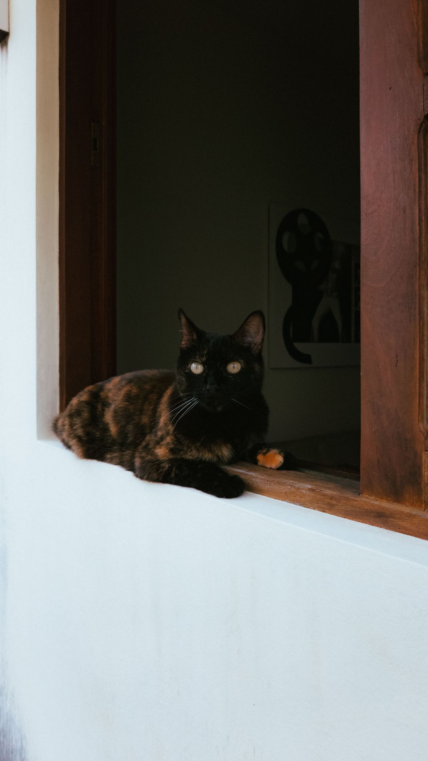 Cat Window Perch: Sunbathing & Birdwatching Bliss
