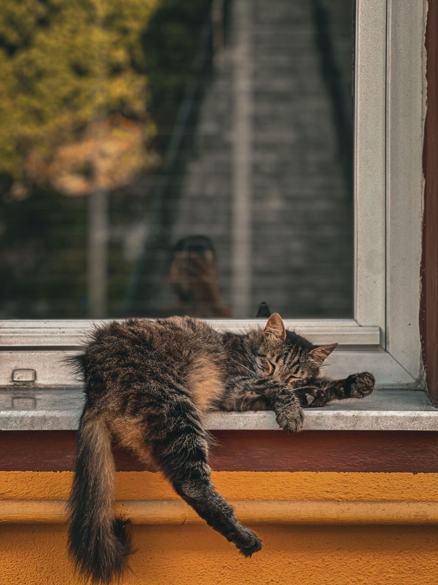 Cat Window Perch vs Cat Tree: Which Wins?