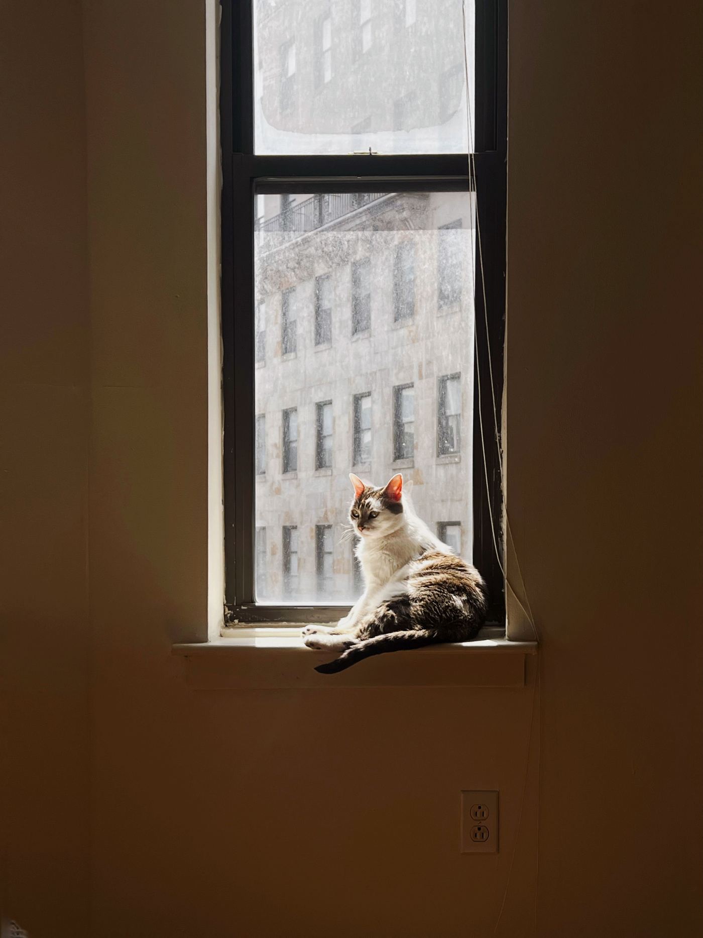 Heavy-Duty Cat Window Hammock Buying Guide