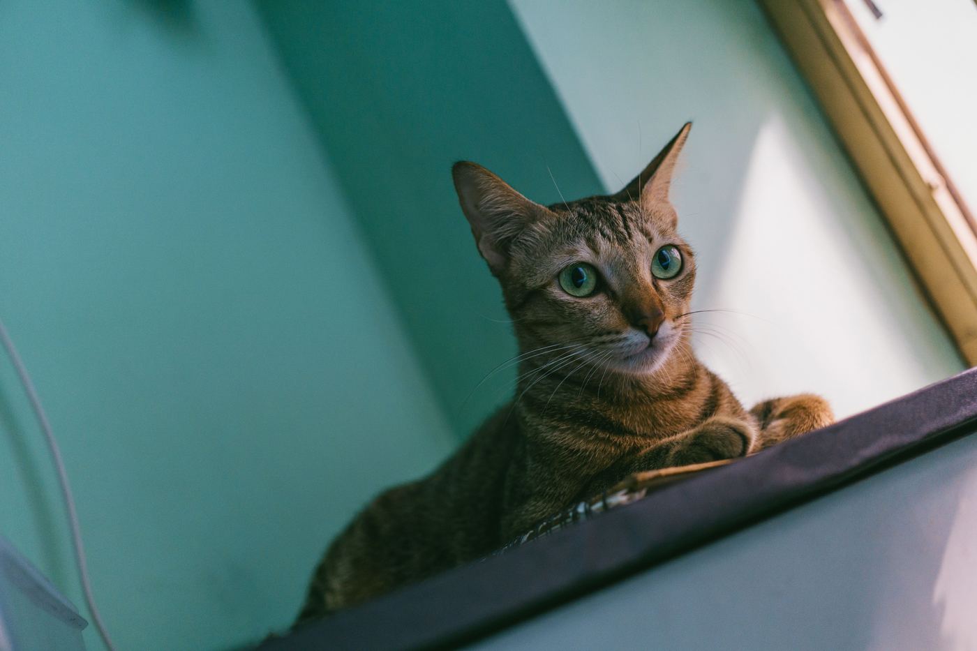 How to Install a Cat Window Hammock (No Drill)