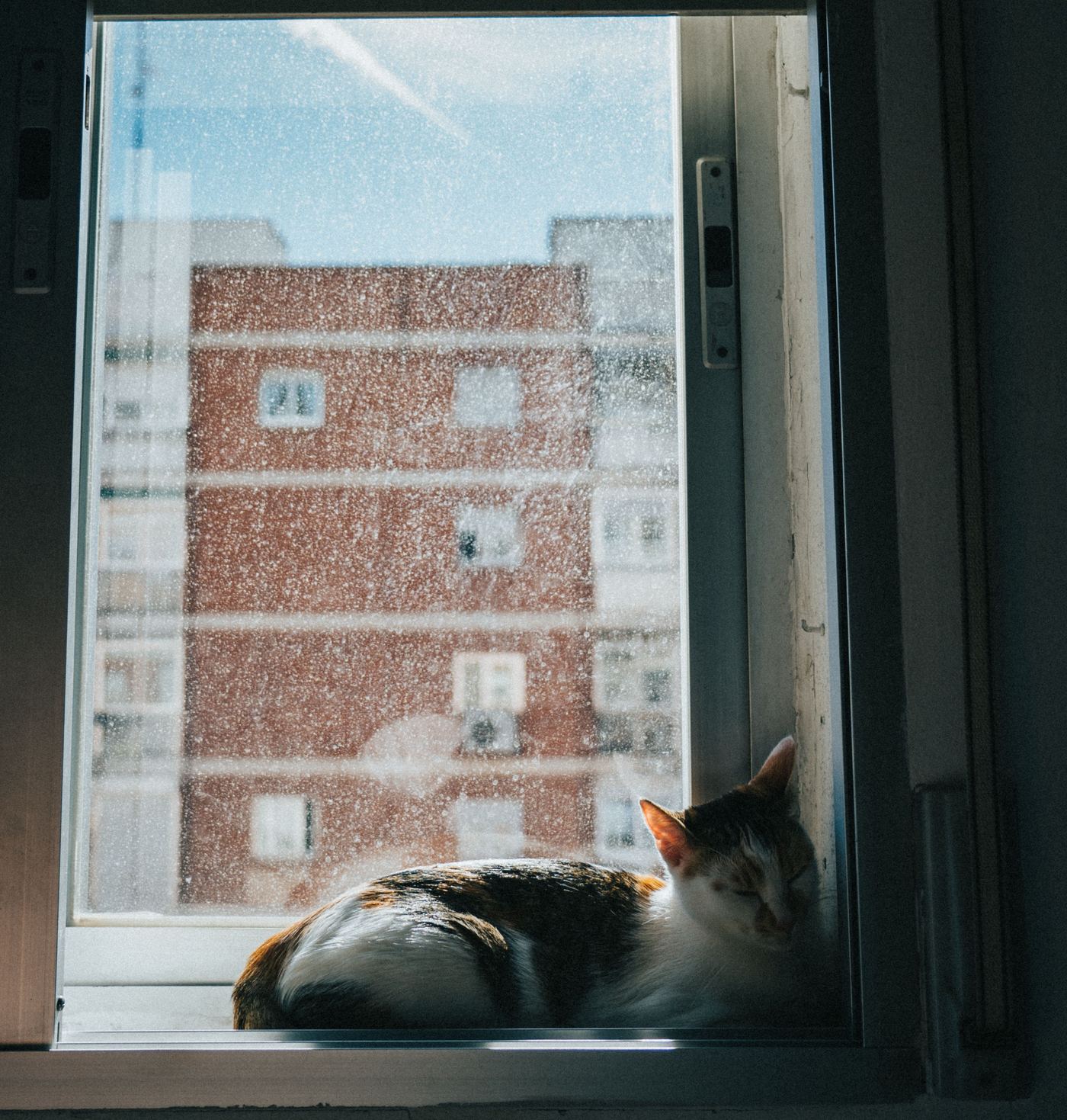 Kitten Window Perch: A First Perch for a Curious Kitten