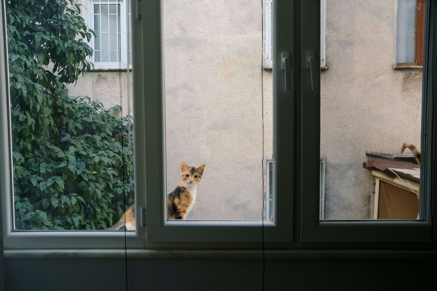 Mesh vs Plush Cat Window Hammock: Which Fabric?