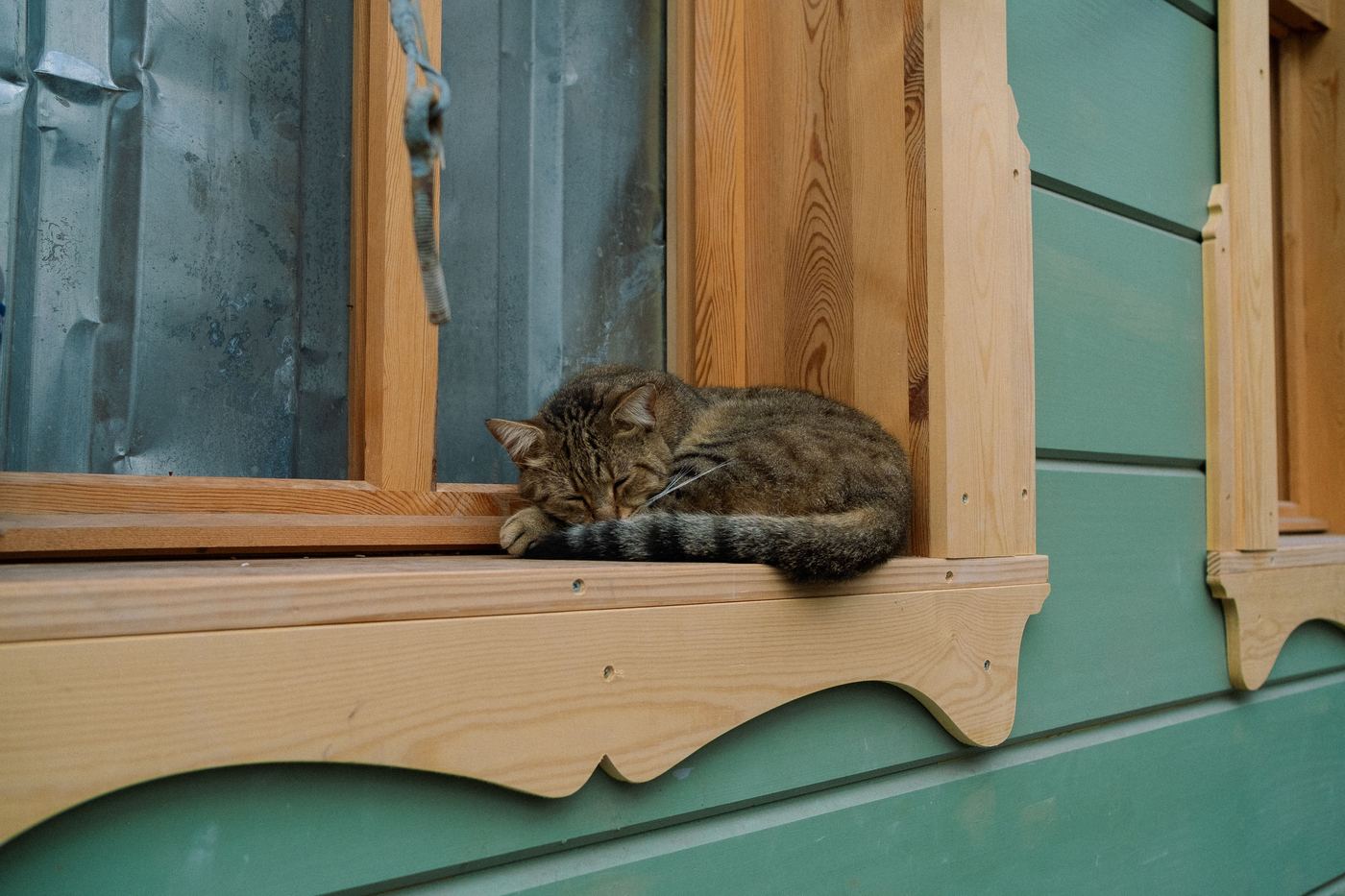 Multi-Cat Window Perch: Two Cats, One View