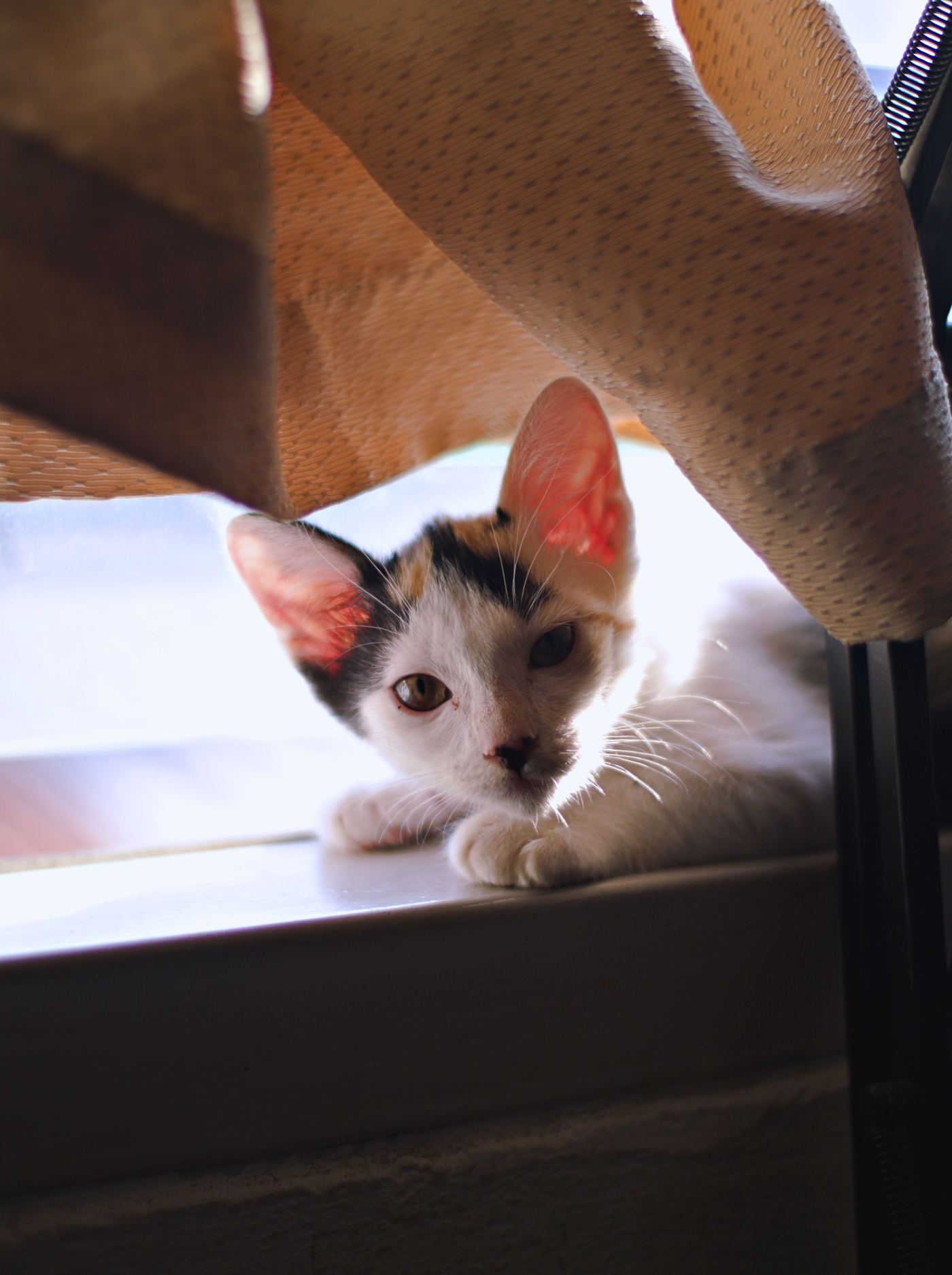 No-Drill, Tool-Free Cat Window Beds for Renters