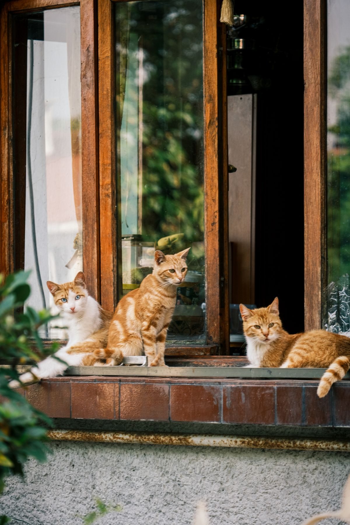 Cats sitting on a windowsill.