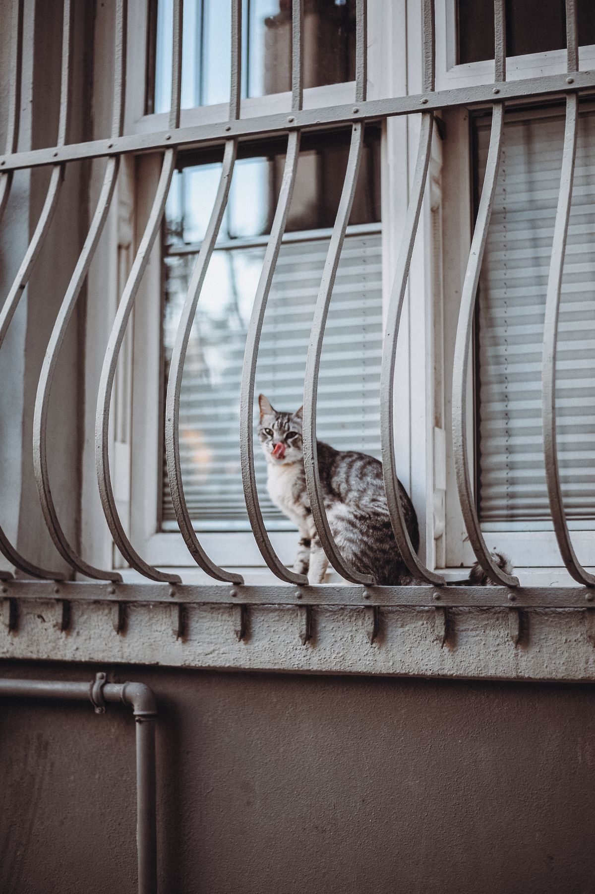 Perch Placement and Light: Getting the Spot Right for Cat and Room