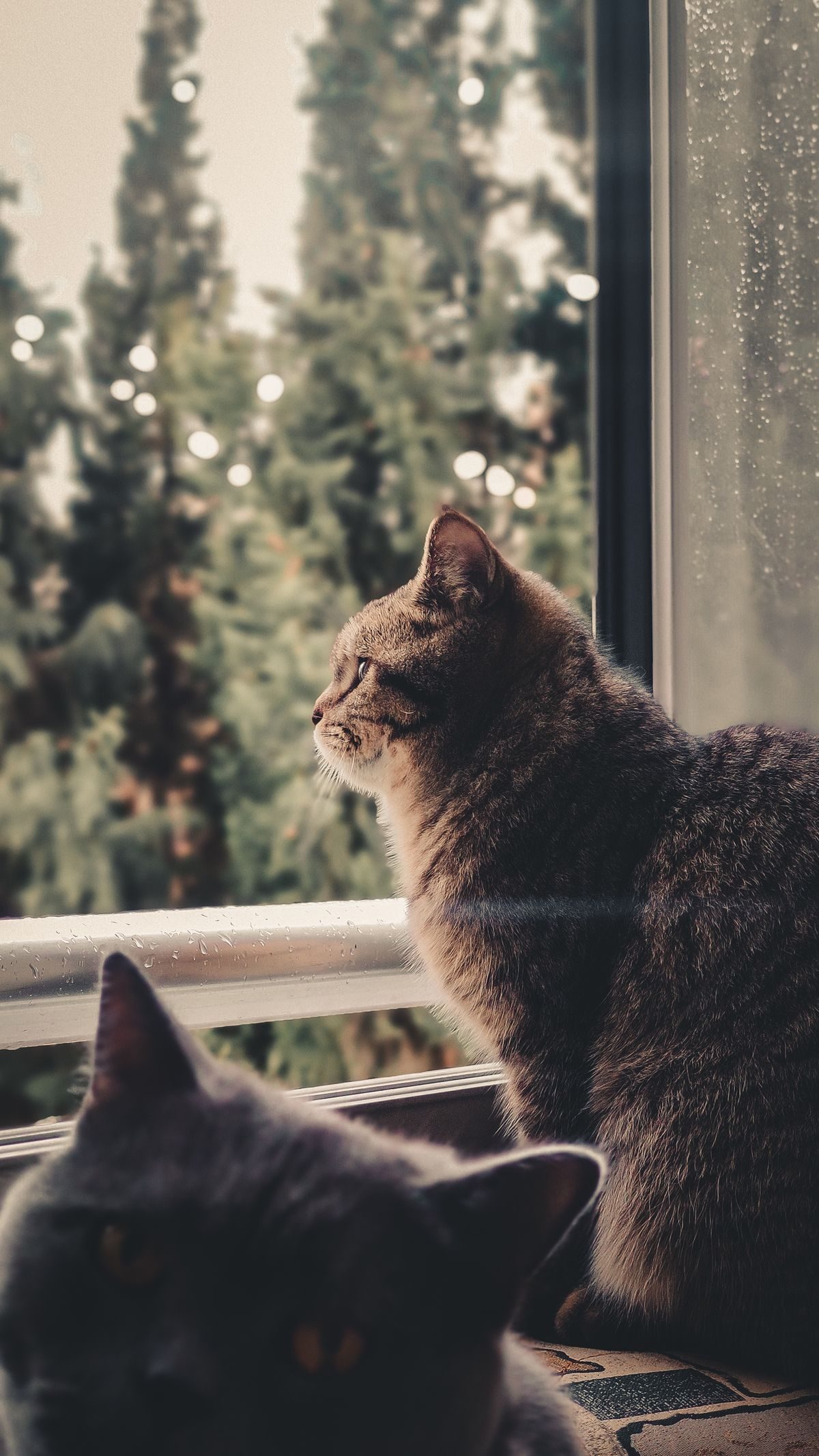 Cats sitting in a window.
