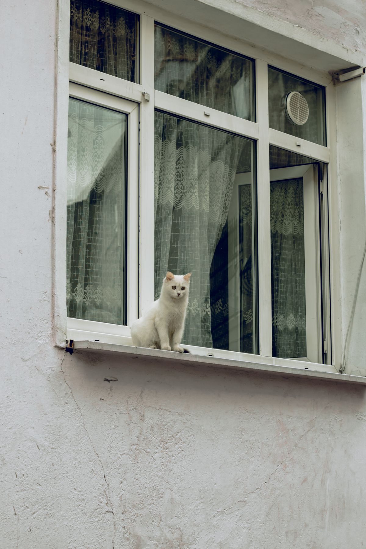 White cat sitting on a window sill outdoors.