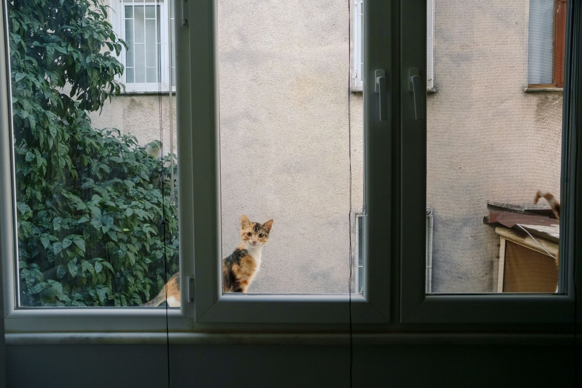 Why Window Watching Matters: What a Perch Prevents