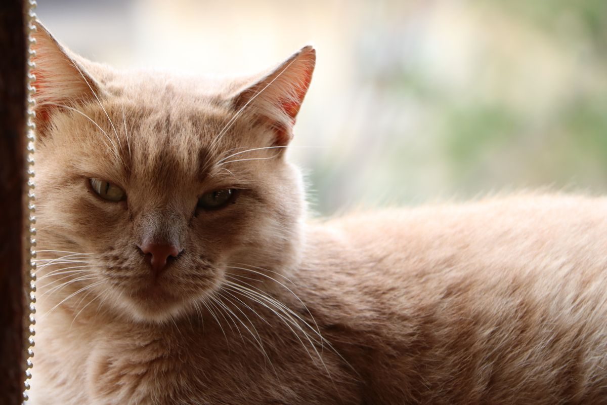 Close up of a ginger cat by a window.