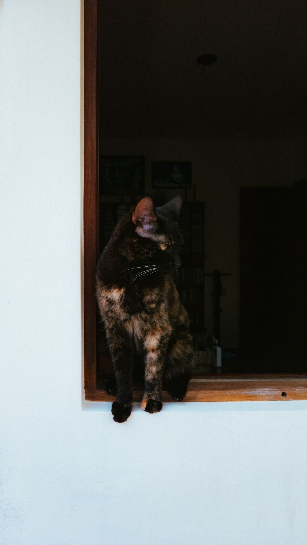 Tortoiseshell cat perched on a window sill.