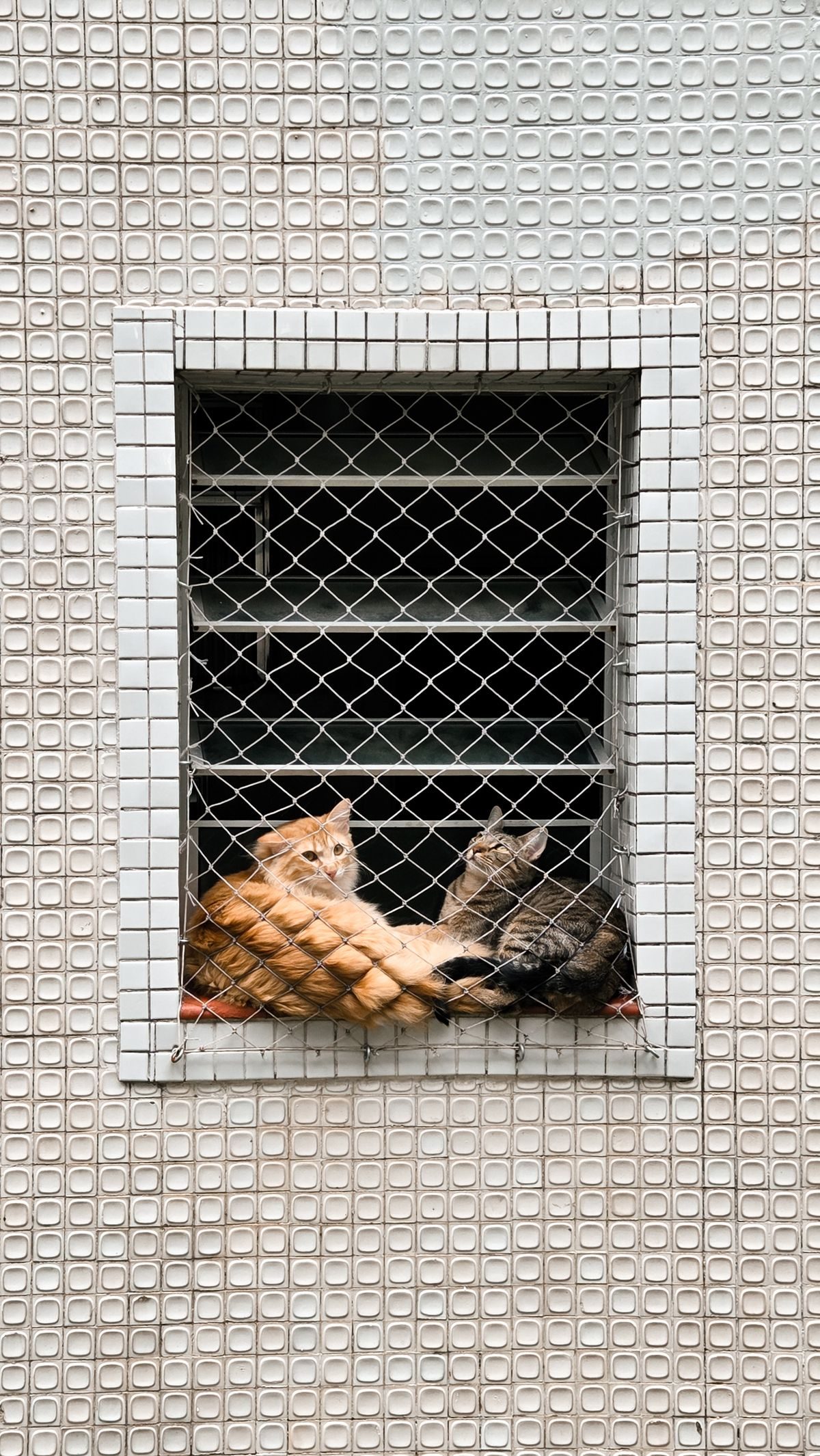 Perch Hierarchy in Multi-Cat Homes: A Spot for Everyone