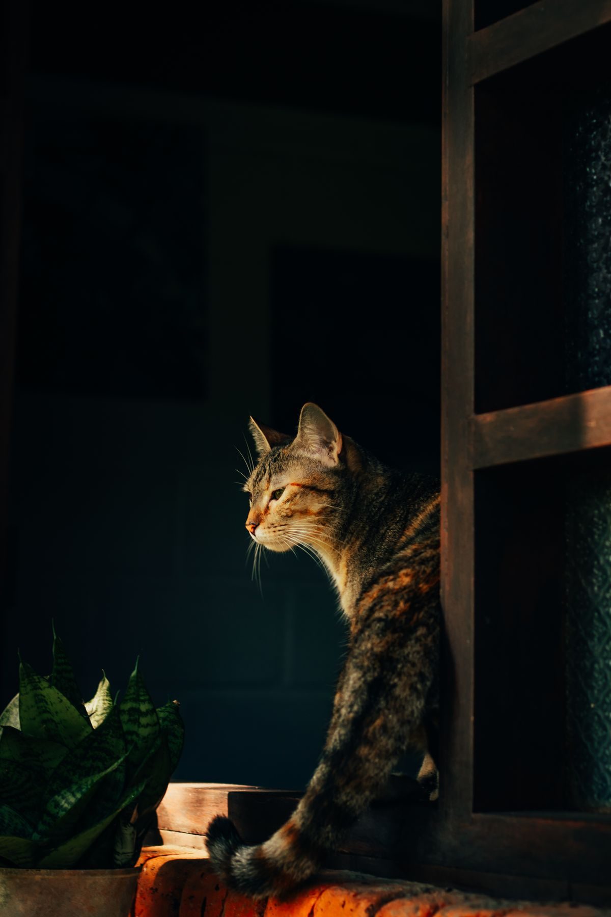 One Perch, One Room: Styling a Single Cat Setup