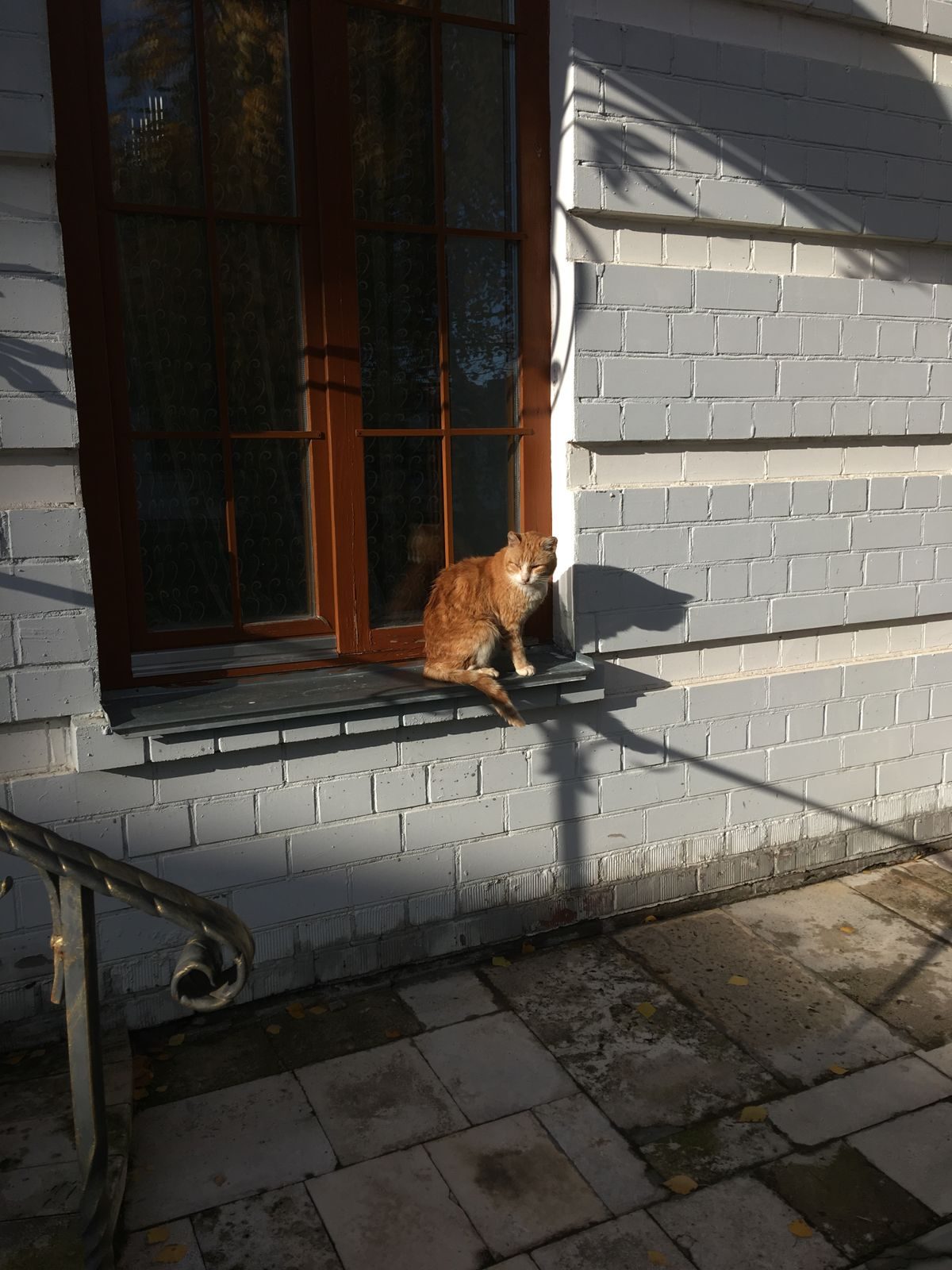 Brown cat sitting on a windowsill.