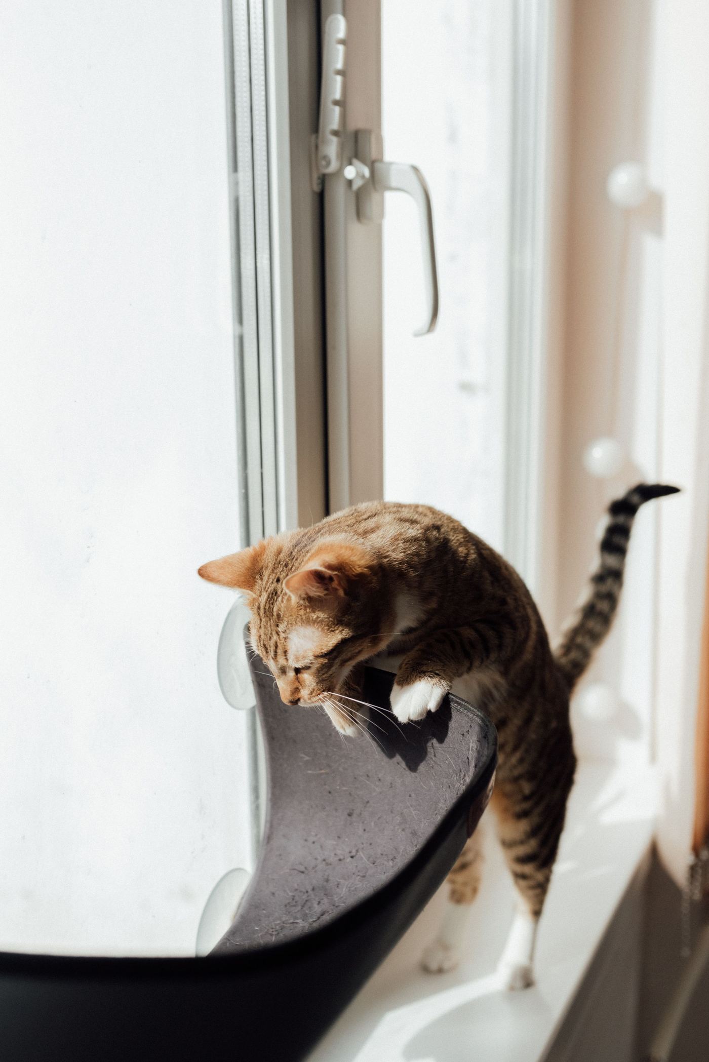 Space-Saving Cat Window Perch for Apartments & Renters