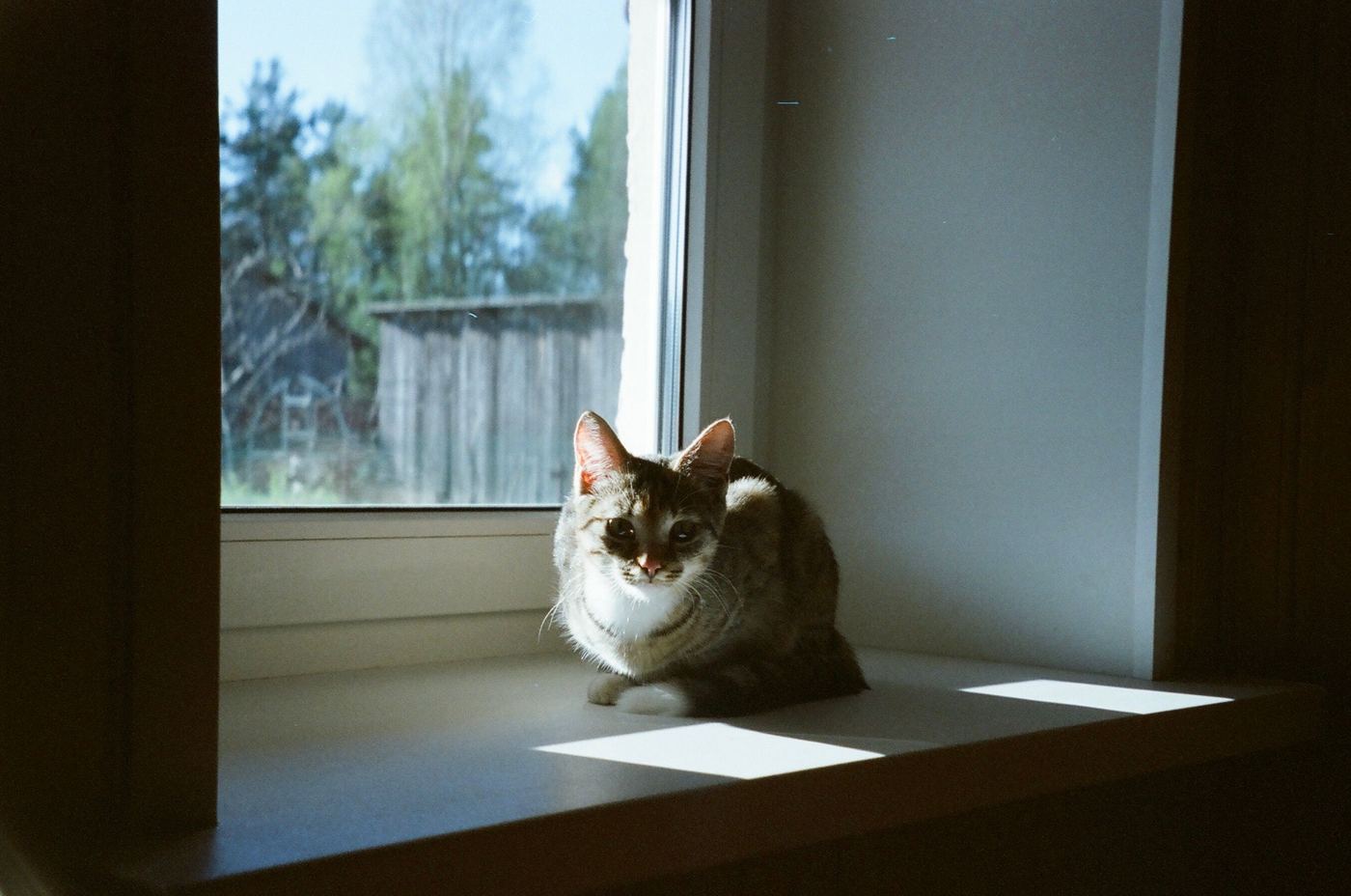 Strong Suction Cups: What Makes a Cat Window Hammock Stick