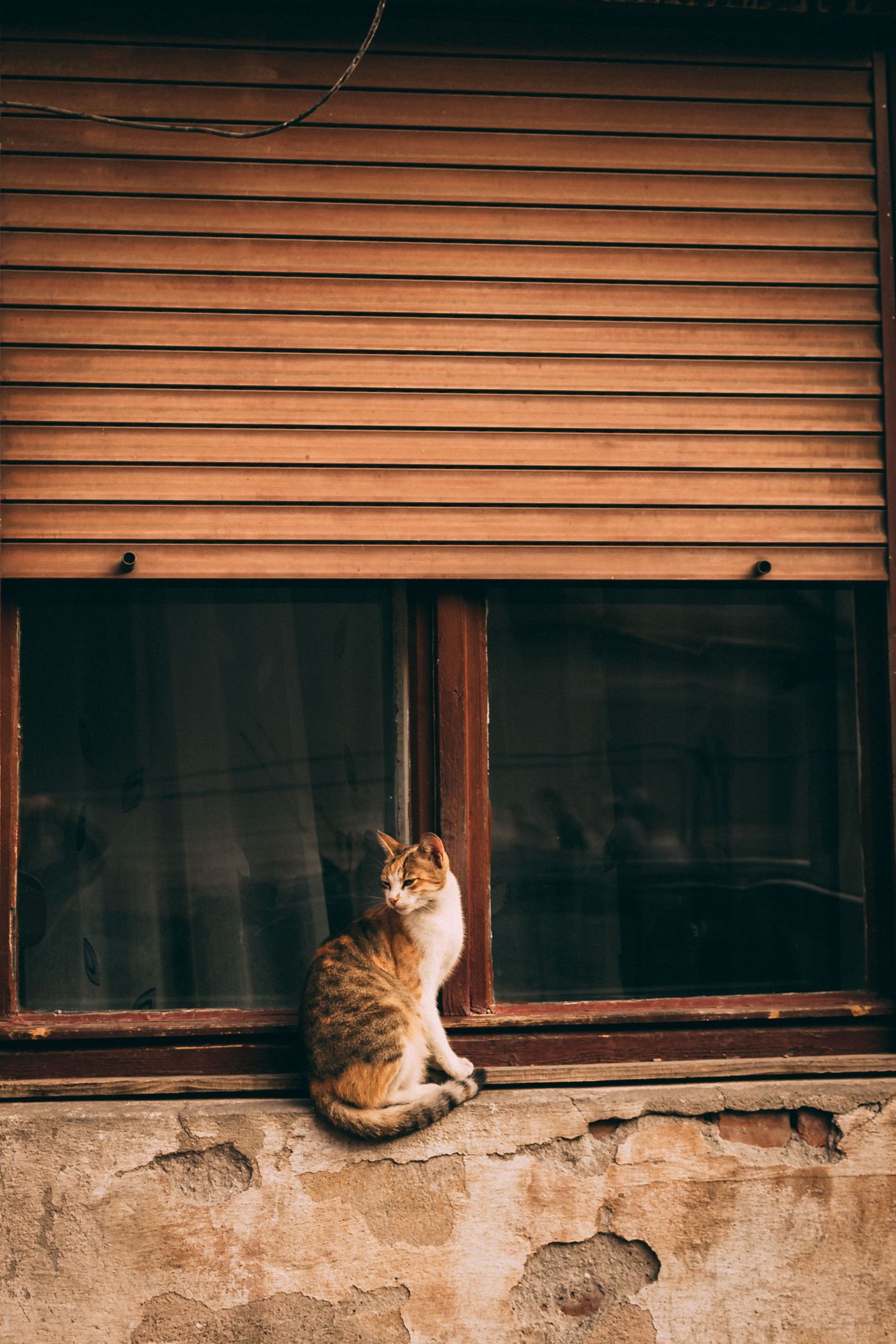 Where to Buy a Cat Window Hammock in Australia