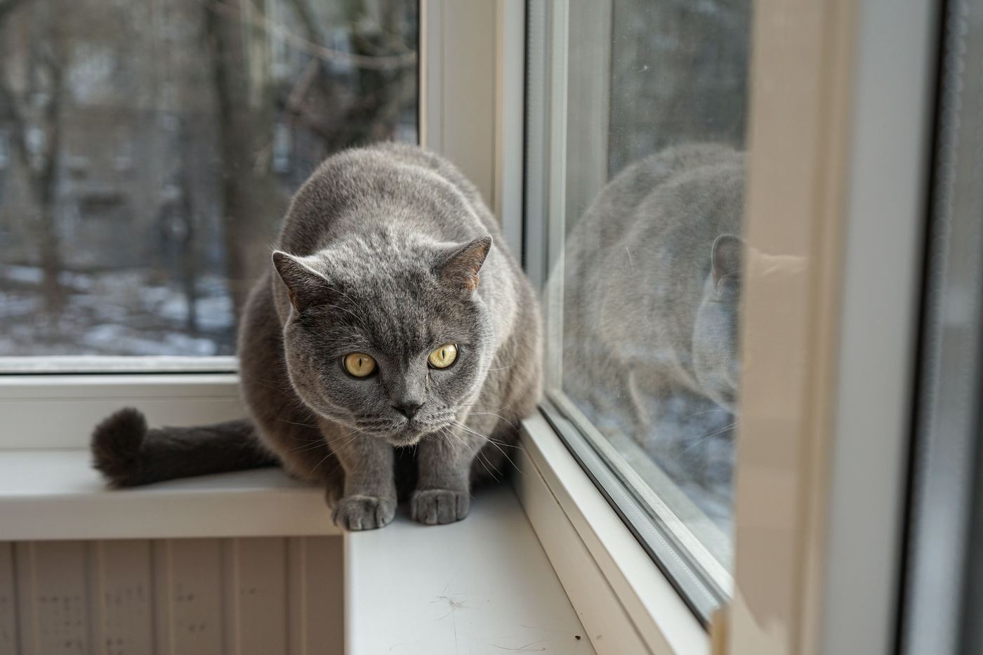 Why Cats Love Window Watching (and Why a Perch Helps)