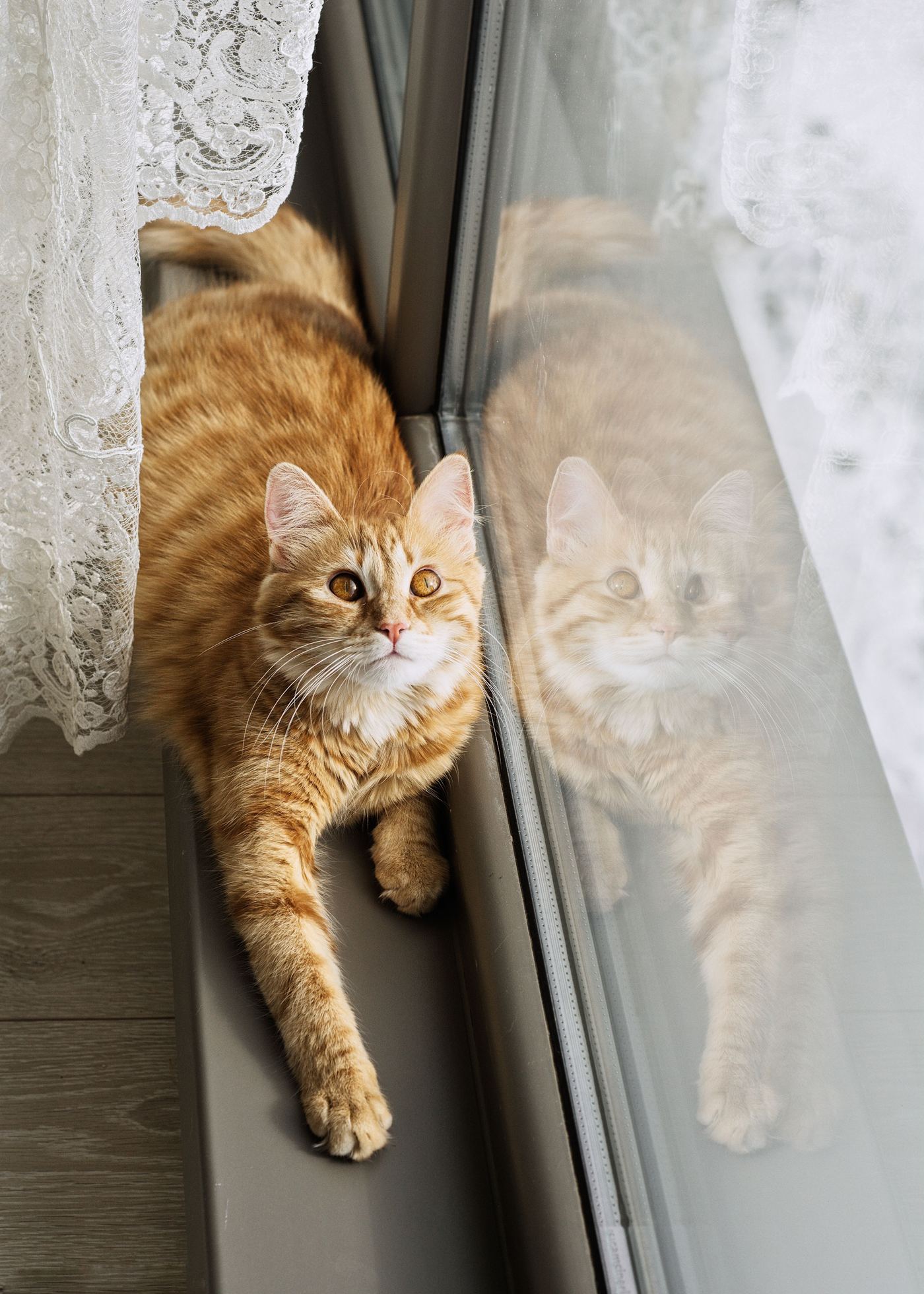 Winter Warmth & Summer Breeze: Year-Round Window Perch