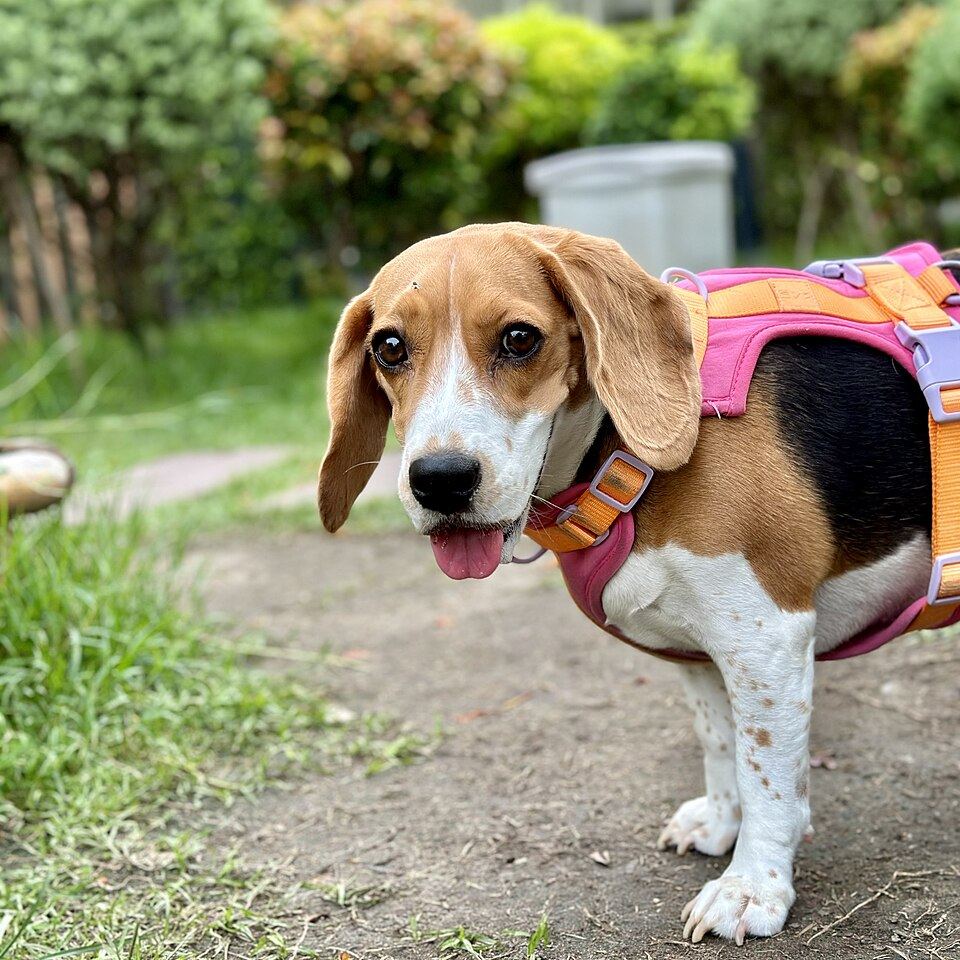 Dog Harnesses