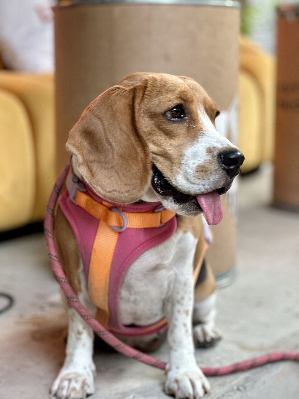 Close up of adjustable straps and buckles on a dog harness