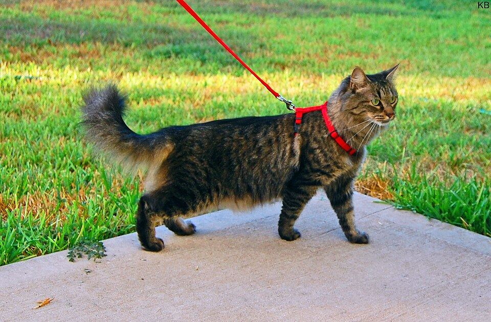Puppy wearing a soft no pull harness during early training