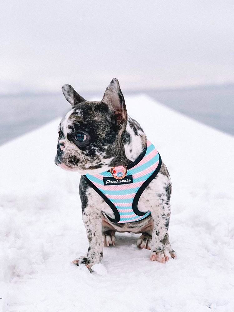 Yes, You Can Walk a Cat — My Escape-Proof Harness Journey With a Houdini (Fit and Escape-Proofing Notes)