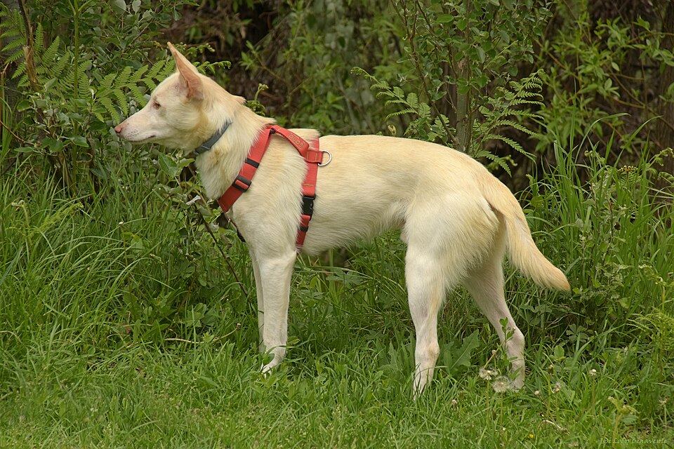 A cat wearing a reflective harness walking on a lead at dusk
