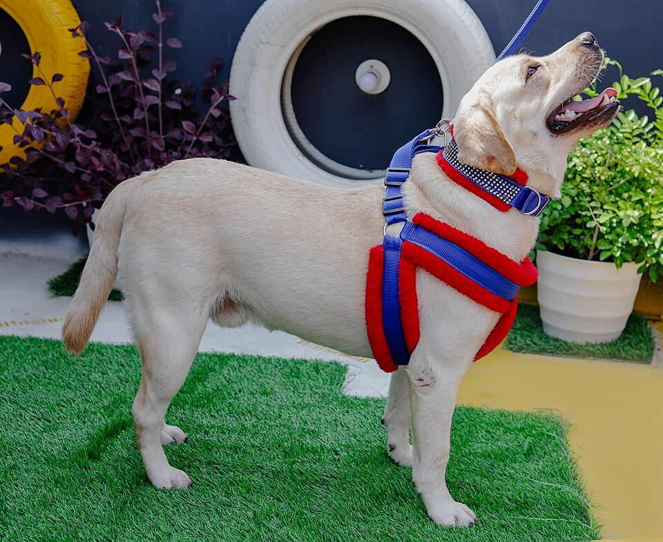 Mesh, Padded or Vest? A No-Nonsense Look at Harness Materials