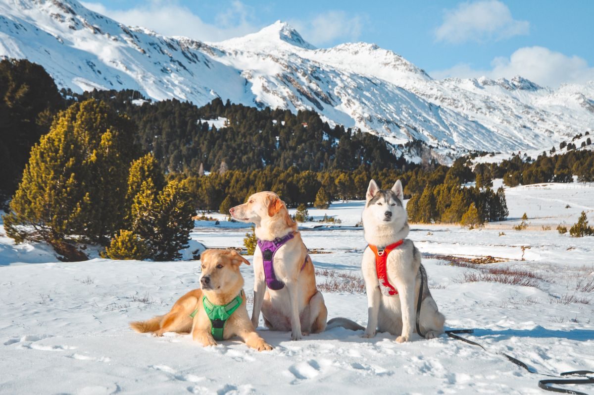 Dogs in colourful harnesses posing for a photo in the snow.