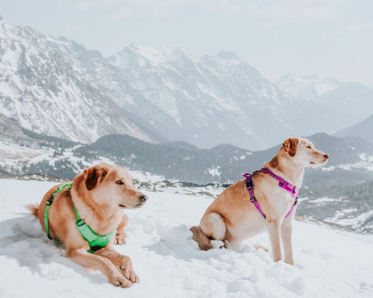 Dogs in colourful harnesses sitting on snow in the mountains.