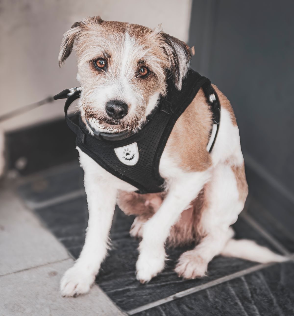 Little dog wearing a collar.