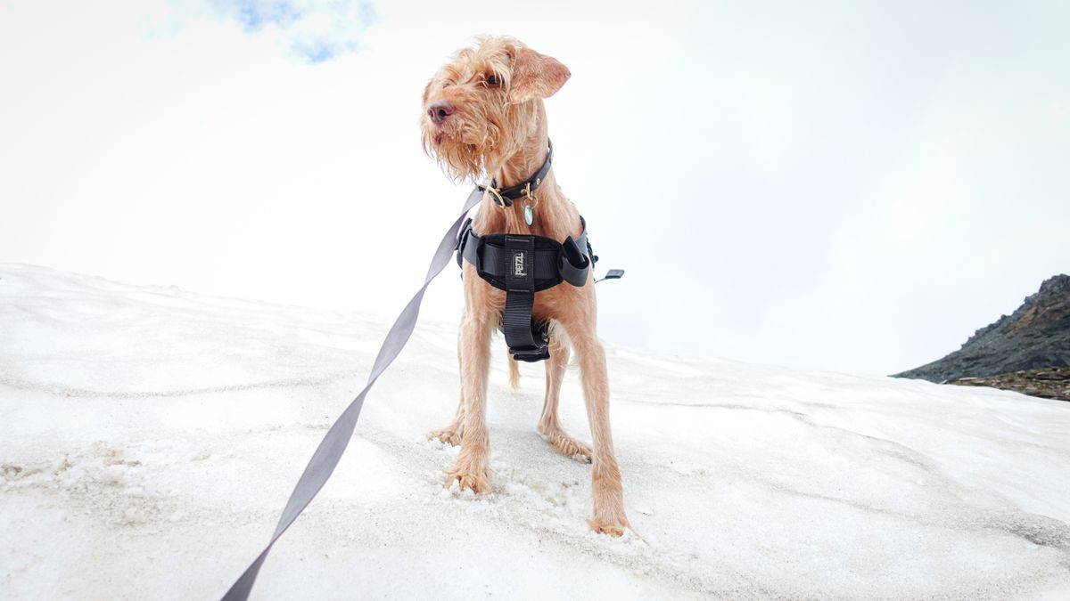 Dog in a harness standing on snow.