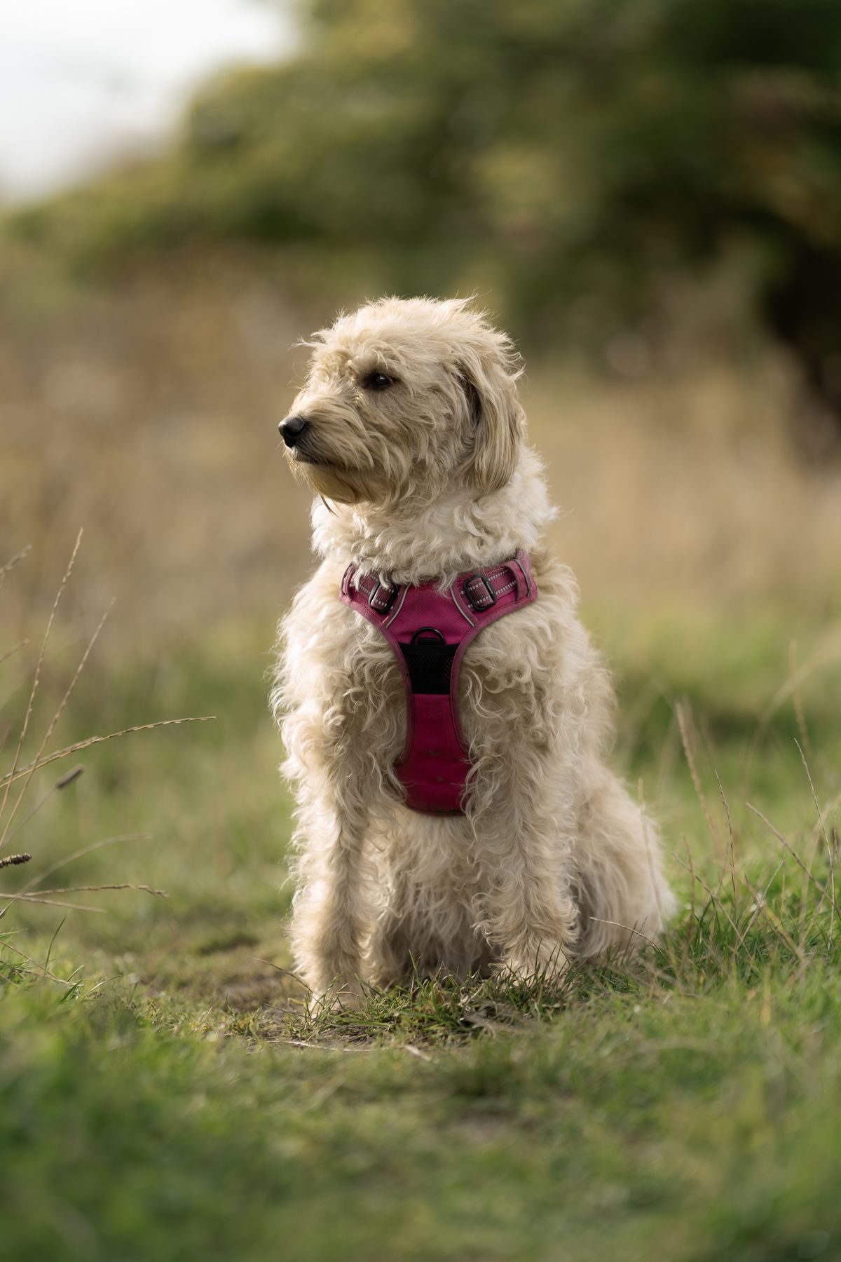 Fluffy dog in a pink harness in a grassy field.
