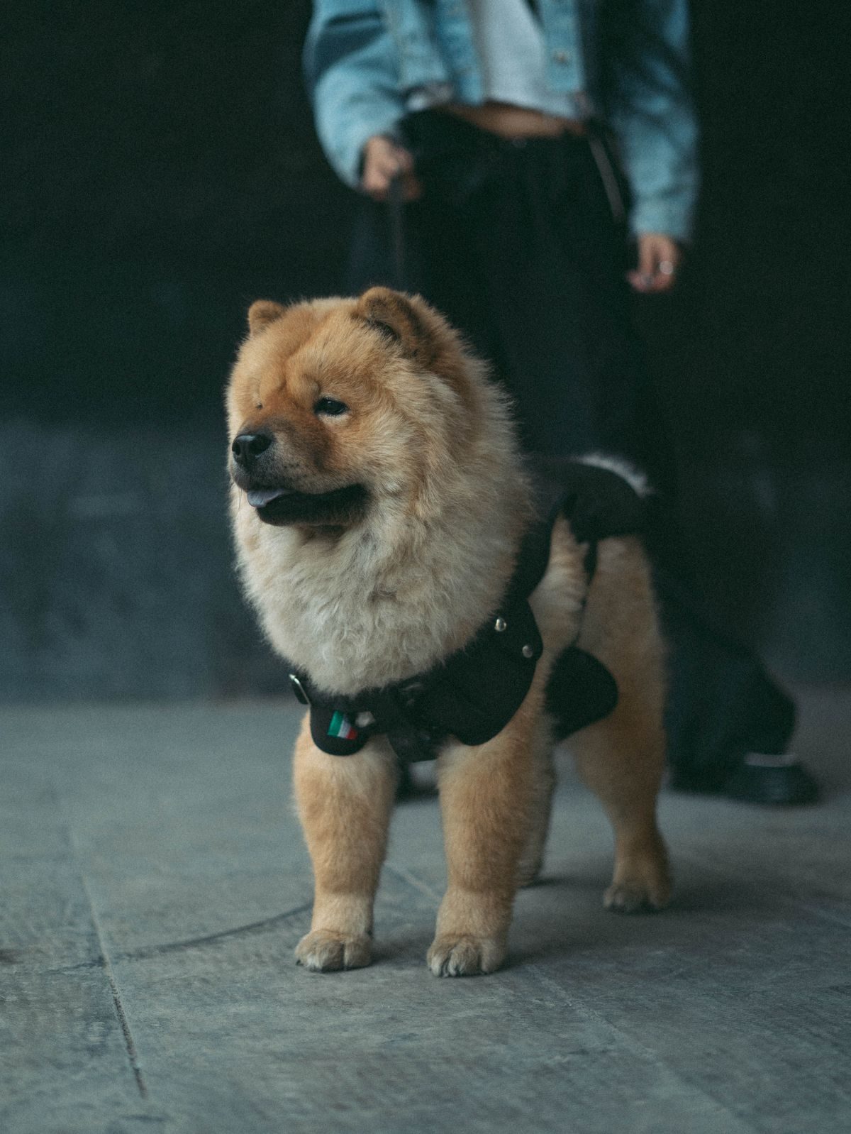 Chow chow on a lead in an urban setting.