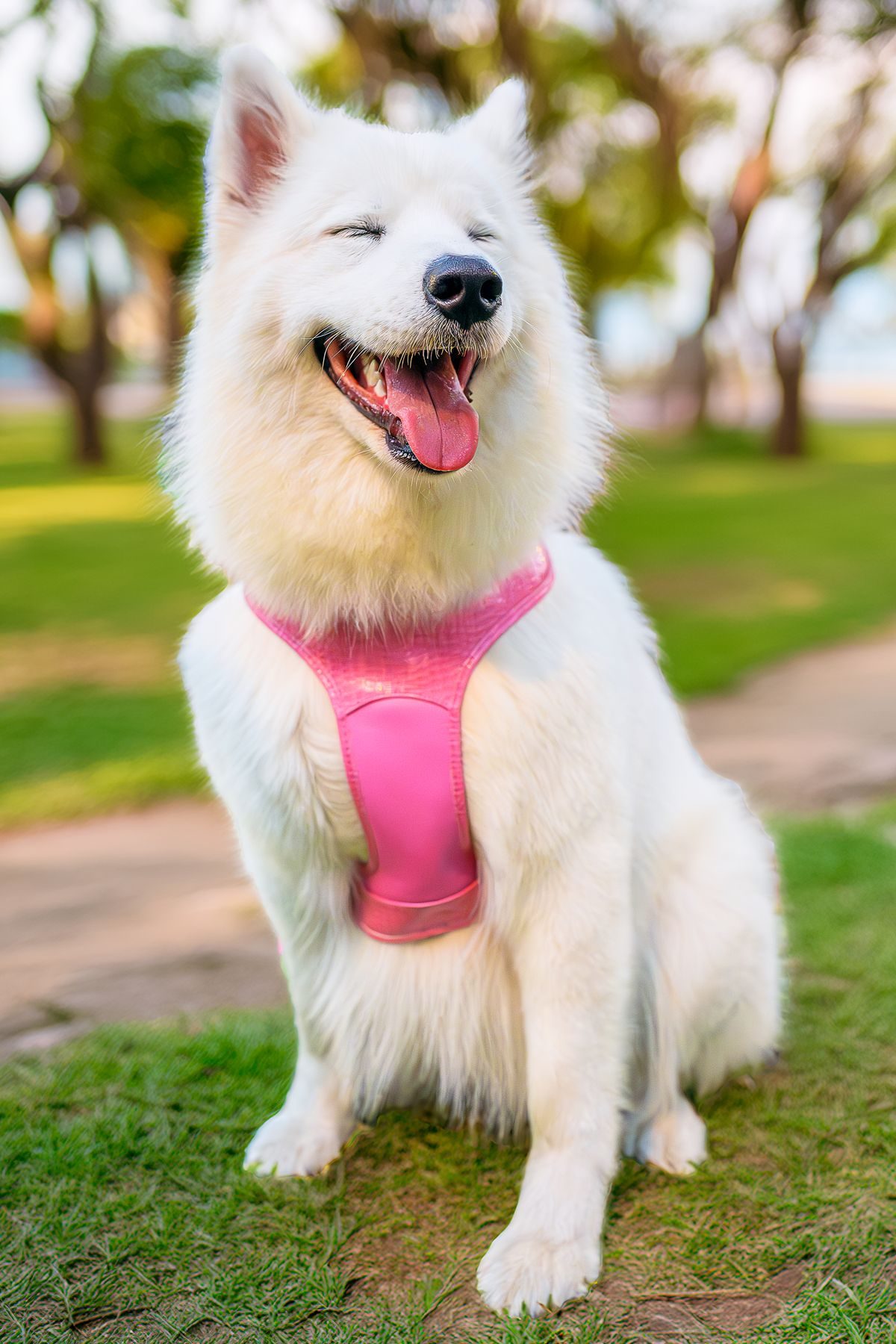 Happy white dog in a pink harness outdoors.