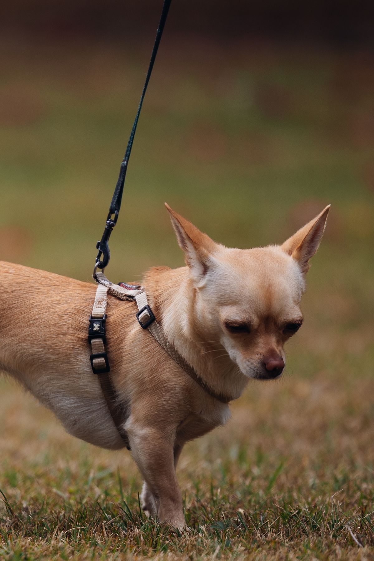 Small chihuahua walking on a lead outdoors.