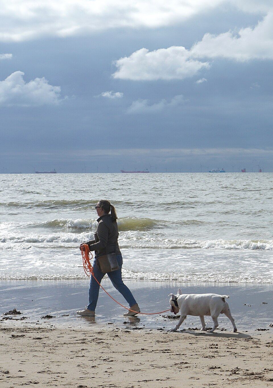 Dog Leads & Walking Gear