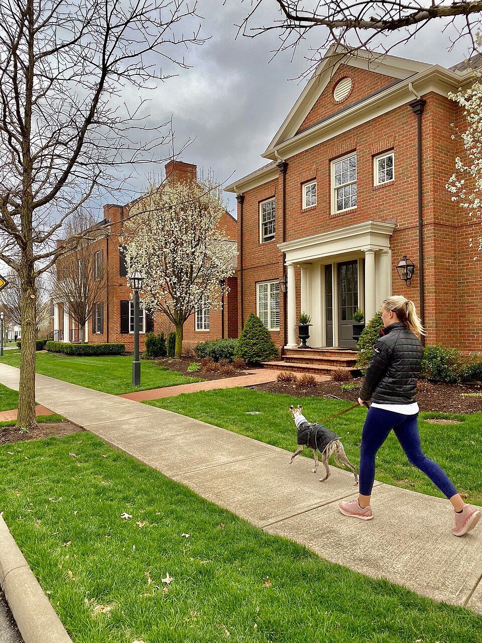 My Dog Used to Drag Me Down the Street — How a No-Pull Harness Actually Fixed It