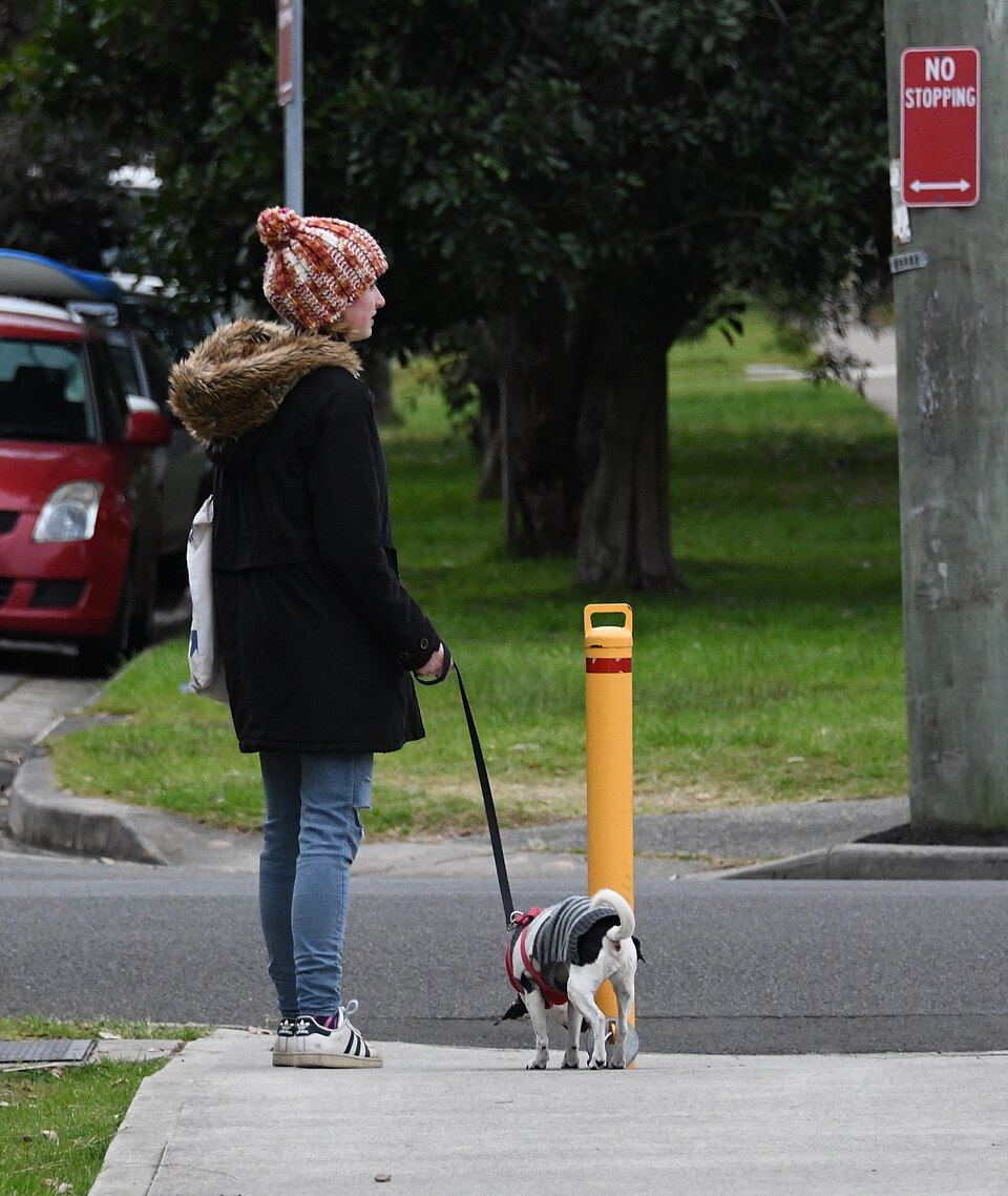 A gentle leader style headcollar fitted on a dog during training