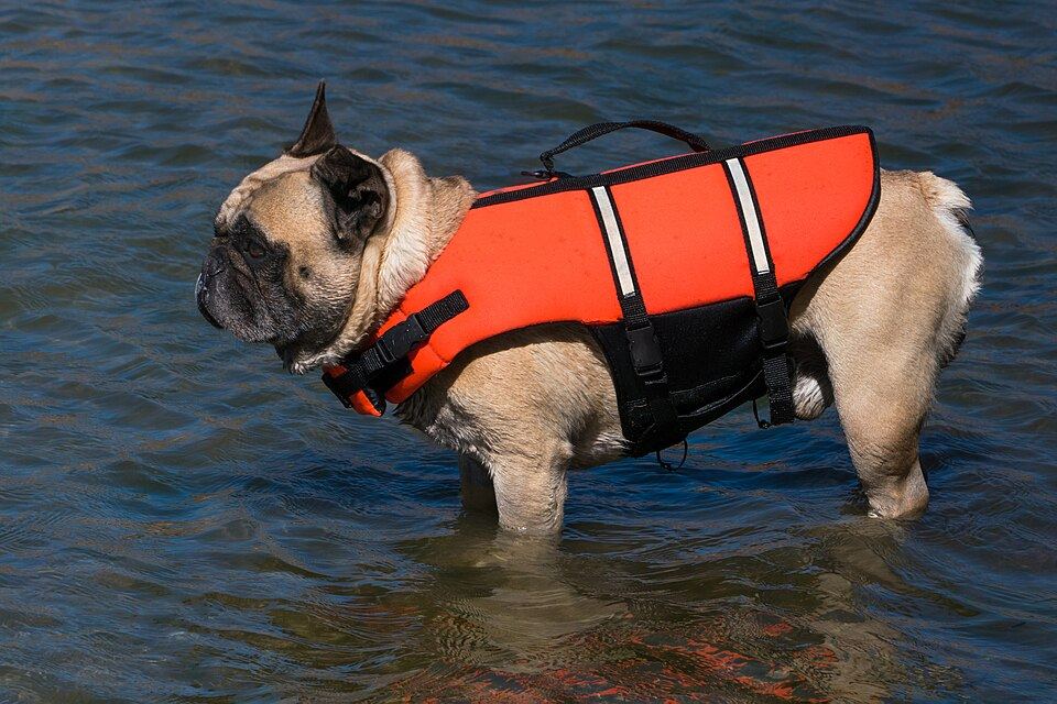 Tiny But Mighty: Finding the Right Harness for My Small and Flat-Faced Dogs