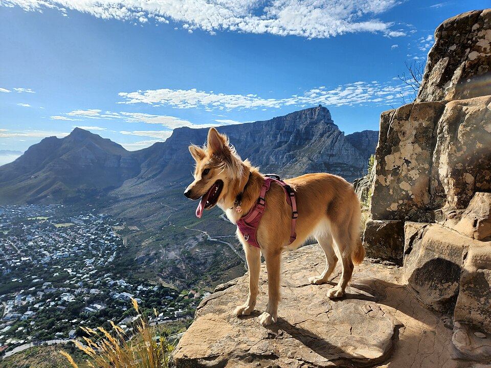 A flat-faced puppy wearing a breathable harness on a warm day