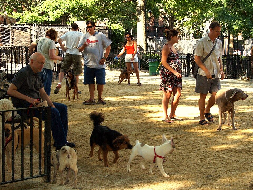 A large dog wearing a strong no-escape harness with dual clips