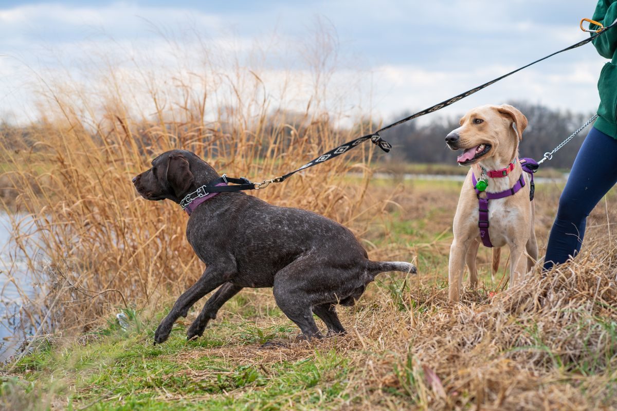 Dogs on leads pulling towards the water.